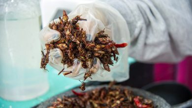 شركة ينسيكت لتربية الحشرات تجمع ملايين الدولارات